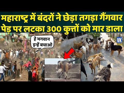 ‘खूनी इंतकाम’ ले रहे बंदर, अब तक 250 कुत्तों को उतार दिया मौत के घाट, ये है गुस्से का कारण!