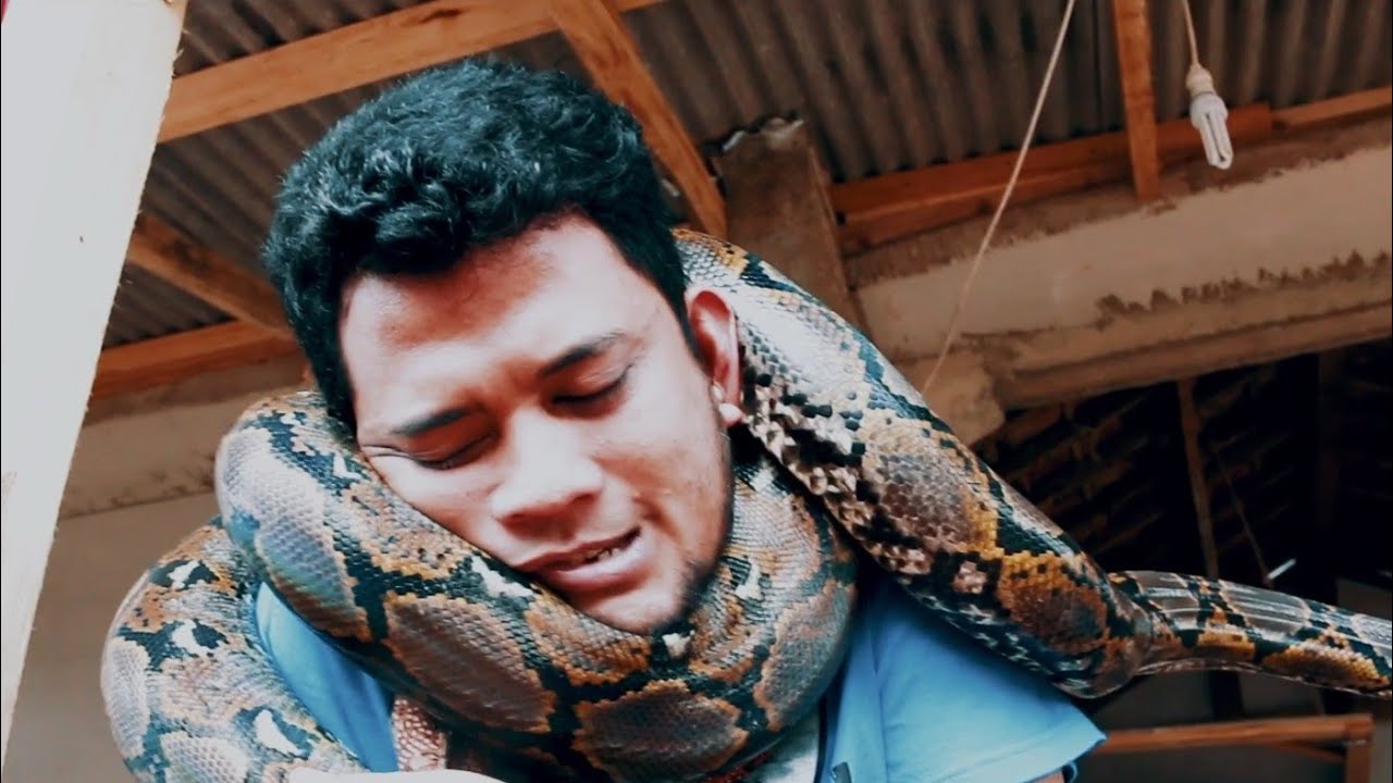 EXPERIMEN UJI LILITAN PYTHON KE LEHER/BERAKHIR GINI... - YouTube