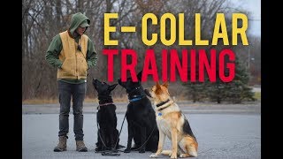 How to safely use the E Collar Dog training with America's Canine Educator