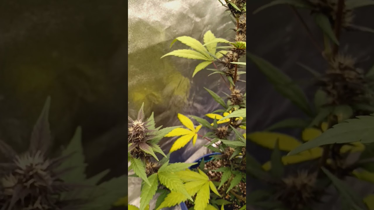 red poison auto update