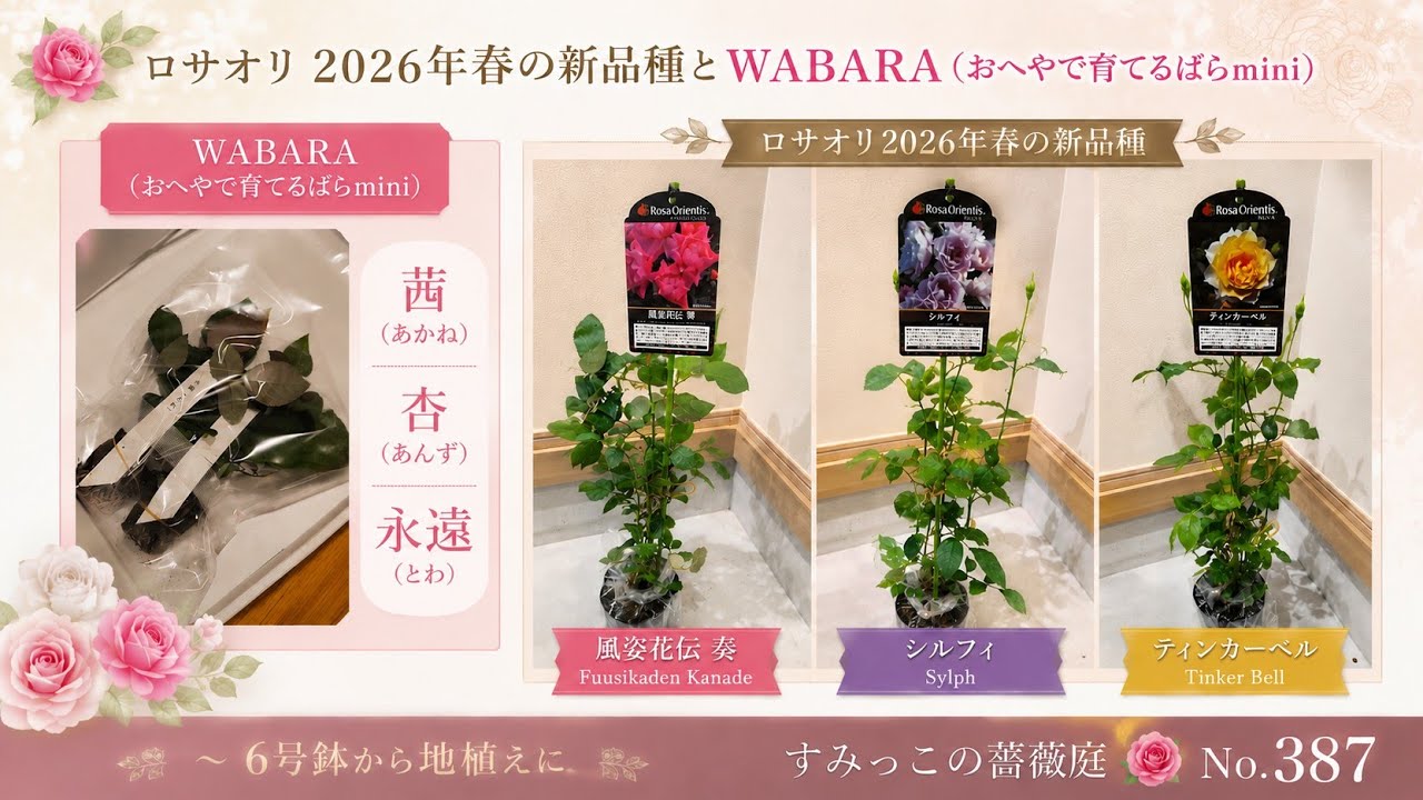 ロサオリ2026年新品種とWABARA （おへやで育てるばらmini）地植えに鉢