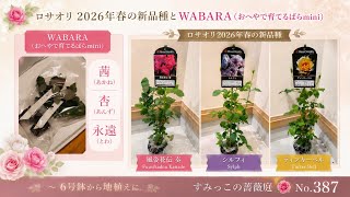 ロサオリ2026年新品種とWABARA （おへやで育てるばらmini）地植えに鉢
