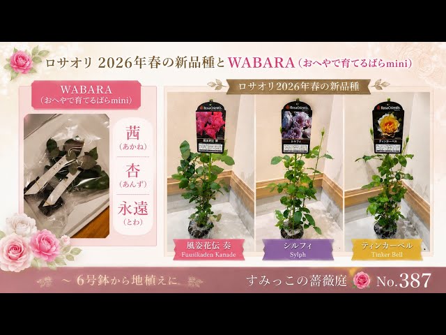 ロサオリ2026年新品種とWABARA （おへやで育てるばらmini）地植えに鉢