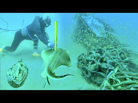 Video Lặn Biển Gặp Hàng Khủng Tại Điểm Chà | Bắt Nhiều Hải... - youtube