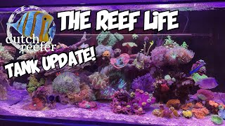 THE REEF LIFE with the Copperband and Ribbon Eel