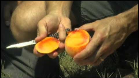 Peaches: The Role of Artificial Selection