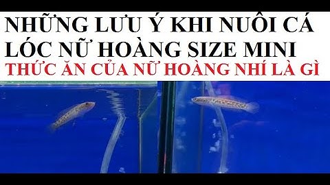 Cá cảnh An An | Cá lóc nữ hoàng size mini có khó nuôi không ? | Cá Lóc Kiểng #cacanhanan #channa