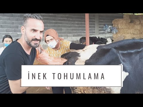 Video: Suni Tohumlama Hakkında Gerçek (Ve Korkunç Mitleri)