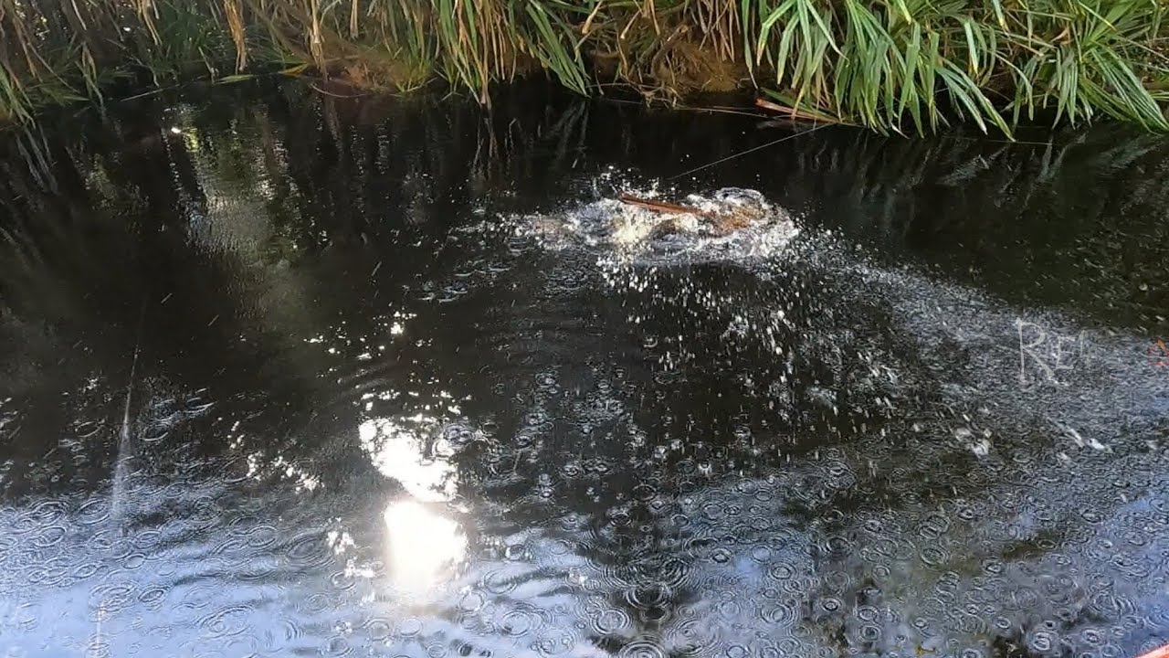 REEL DMK CHEETAH AMIS IKAN TOMAN DAN KERANDANG