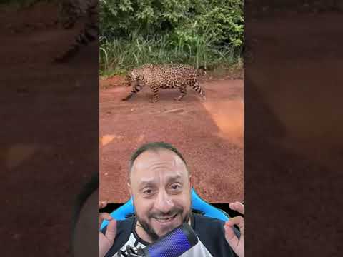 Onça viajante no tempo, teletransporta? Onça em Carapebus RJ?