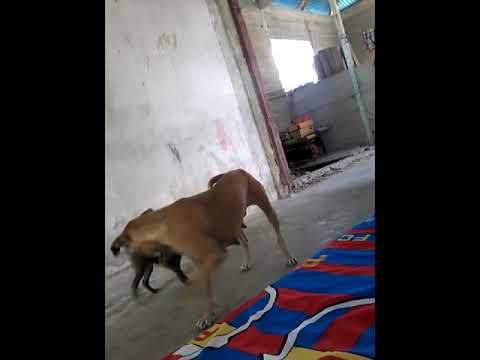 Ibu VS anak - YouTube