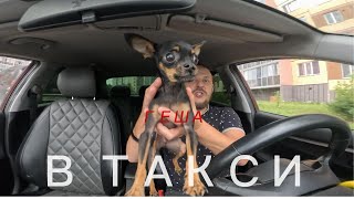 картинка: ГЕША В ТАКСИ #такси, #таксивосток,#таксивезет,#таксистка,#таксияндекс,#конфликт,# VSE V TAXI,