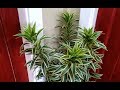 The Best Indoor Plants (Dracaena Reflexa Propagation and Plant Care)