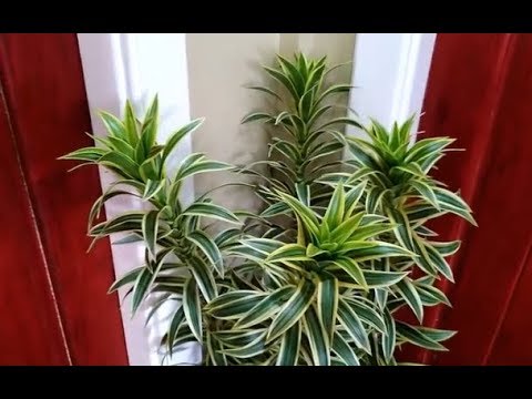 فيديو: Song Of India Plant Care: تعرف على زراعة نبات Dracaena المتنوع