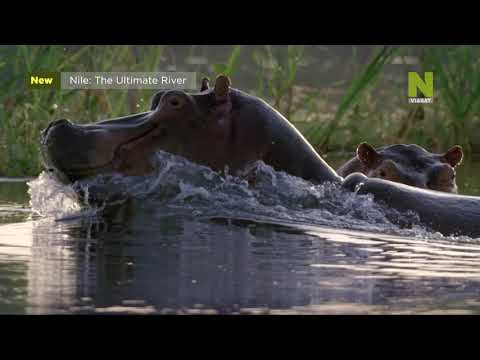 Video: Kde pramení řeka Nil?