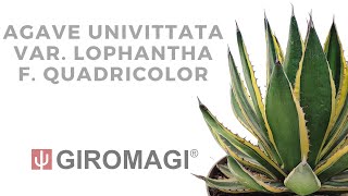 Agave Univittata Var. Lophantha F. Quadricolor