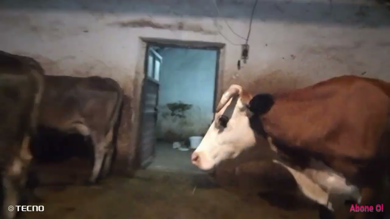 Tarım Vlog 6 #keşfet #dusty #köy