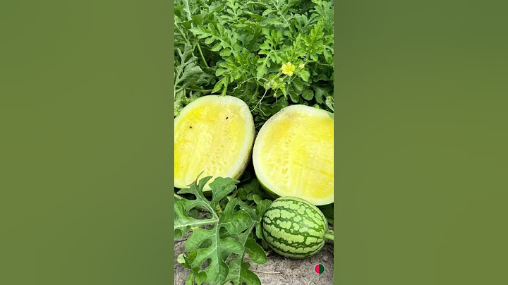 Tem fruta mais fotogênica que melancia Pingo Doce, gente?