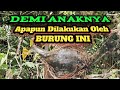 Induk Burung trucok melindungi Anaknya Dari Hujan Sampai Hujan pun berhenti! Ibu Selalu Menjaga Anak