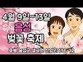 4월 10일  🌸음성  벚꽃축제 🌸 #아름이  #보람이 #봉삼 #전자동  #해바라기 #얼쑤 #품바 #공연