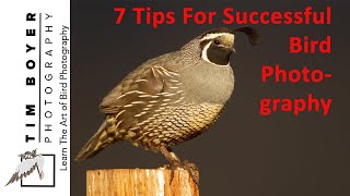 7 Tips For Successful Bird Photographs