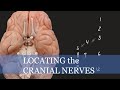 Cranial Nerves ｜Location