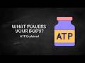 How Your Cells Produce Energy to Keep You Alive | What Is ATP?