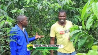 Okulima emwanyi part two
