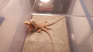On a walk, at the Northern VA Reptile Expo