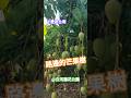 #漫遊台南 #Tainan #Taiwan #ROC ---- 路邊的芒果樹