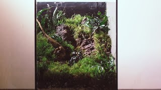 Террариум 30 литров создание/ Terrarium 30 liters setup Террариум 30 литров создание/ Terrarium 30 liters setup