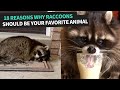 Funniest Raccoon Video Compilation 2022