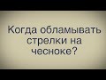 Когда обламывать стрелки на чесноке?