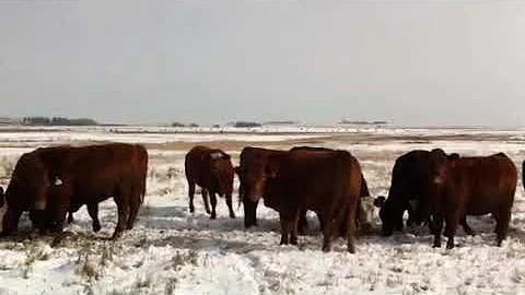 Lloyd Farr 95 Bred Heifers