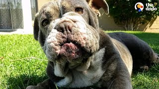 Bald Dog Pulled From Shelter Turns Into The Happiest Little Girl | The Dodo