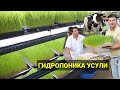 ГИДРОПОНИКАДА БОҚИШ УСУЛИ ВА ФОЙДАЛАРИ