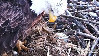 Decorah Iowa~ Decorah Mom is laying her first egg~5:50 PM 2020\/02\/26