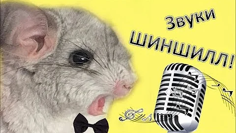 Звуки ШИНШИЛЛ! Что они означают?