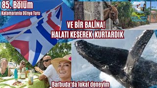 85Blm Ve Bali̇na Halati Keserek Kurtardik Balon Yelkenle Başımız Belada Barbudada Lokal Deneyim