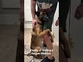 #DogTalks#PuppyLove#CuteDogs#DogLife#FunnyDogs#DogHumor