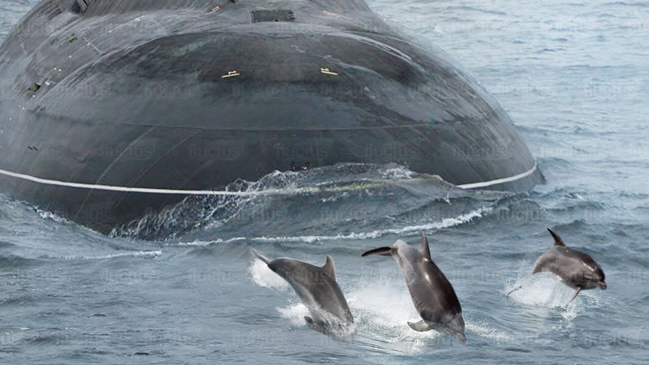 How US Used Dolphins to Protect its Fleet of Nuclear Submarines YouTube
