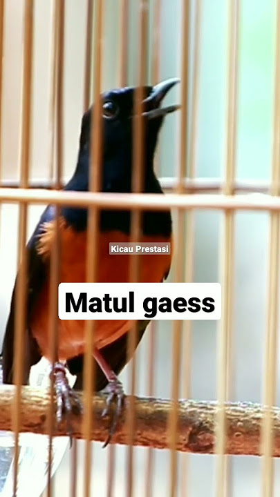 tembakan murai batu isian cucak jenggot mewah #kicauprestasi