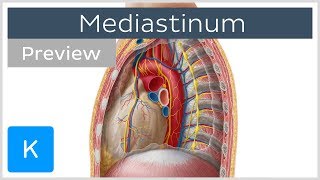 Mediastinum:  Anatomy & Contents (preview) - Human Anatomy | Kenhub