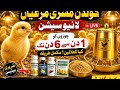 گولڈن مشری مرغیوں کا لائیو سیشن 🐥 چوزوں کو 1 دن سے 6 دن تک کیا کھلائیں؟ مکمل گائیڈ + ضروری میڈیسن