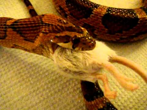 top gun Molly the cornsnake feeds again , close up