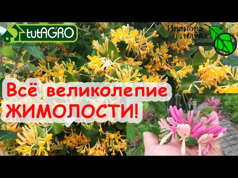 Самая великолепная жимолость! Любому по силам! Простые правила подкормки великолепных цветов!