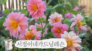 다알리아 구근 캐는 시기, 구근 캐는 방법, 보관하는 방법 알려드려요  How to store dhalia tubers