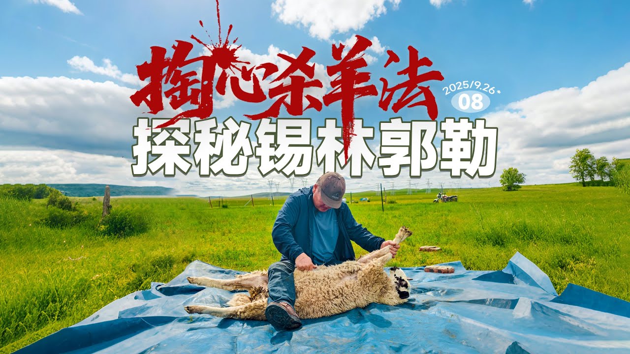 自驾锡林郭勒，见识了蒙古族传统的掏心杀羊法！
