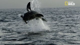 La technique de chasse du grand requin blanc