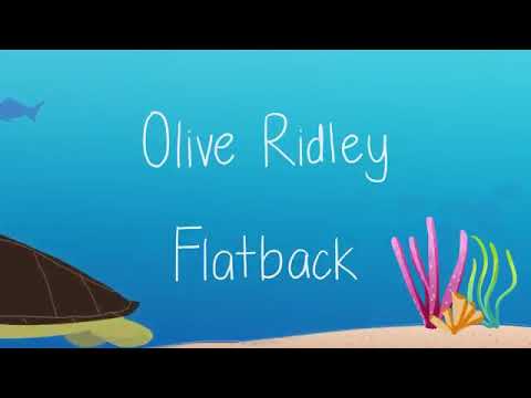دورة حياة السلحفاة للأطفال Sea turtle life circle (animation)